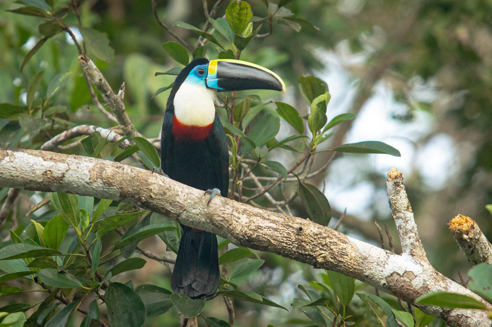 Amazon Rainforest Expedition - 5 Days 4